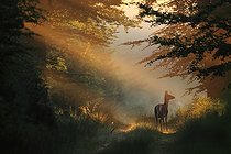 Biosphoto | 1440503 | Red deer doe on a alley in a Beech forest Ardennes | &copy; Philippe Moës / Biosphoto