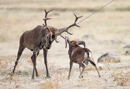Biosphoto | 2084383 | Red deer stag (Cervus elaphus) confronting a mouflon ram during rut, Spain, | &copy; Ignacio Yufera / Biosphoto