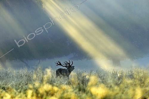 Biosphoto | 911512 | Red Deer stag roaring under sunlight Denmark ; Wildlife Photographer of the Year 2010<br>Animals in their Environment - Highly Commended<br> Dawn call  | &copy; Pierre Vernay / Biosphoto