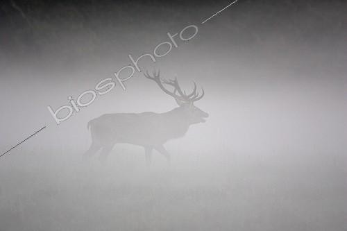 Biosphoto | 482493 | Red Deer taking its territory  in the fog | &copy; Sylvain Cordier / Biosphoto
