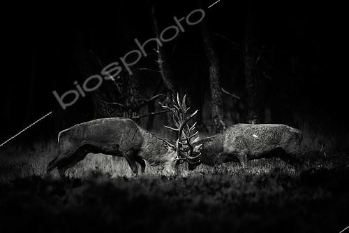 Biosphoto | 2124523 | Red deers (Cervus elaphus) fghting, Belgium | &copy; Christian Cabron / Biosphoto
