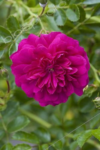 Biosphoto | 2090469 | 'Red Dorothy Perkins' Rose | &copy; Alexandre Petzold / Biosphoto