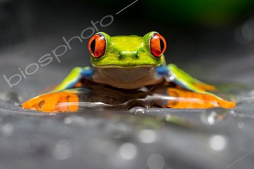 Biosphoto | 2620011 | Red-eyed treefrog (Agalychnis callidryas), Costa Rica | &copy; Gilles Martin / Biosphoto