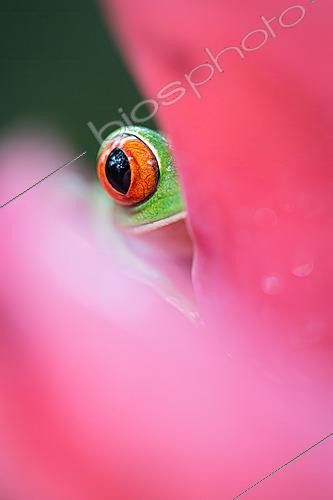 Biosphoto | 2620012 | Red-eyed treefrog (Agalychnis callidryas), Costa Rica | &copy; Gilles Martin / Biosphoto
