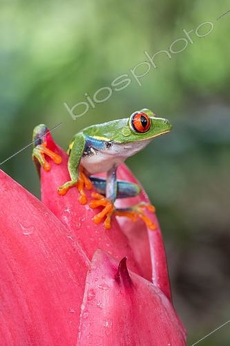 Biosphoto | 2620015 | Red-eyed treefrog (Agalychnis callidryas), Costa Rica | &copy; Gilles Martin / Biosphoto