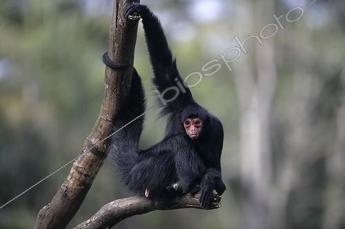 Biosphoto | 901340 | Red-faced Black Spider Monkey in Brazil | &copy; Mike Lane / Biosphoto
