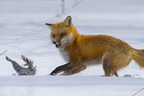 Biosphoto | 2033401 | Red fox chasing a gray squirrel in snow - Quebec Canada | &copy; Philippe Henry / Biosphoto