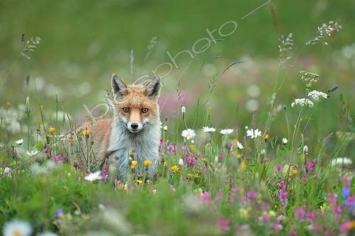 Biosphoto | 2056352 | Red fox in a flowering meadow | &copy; Massimiliano Sticca / Biosphoto