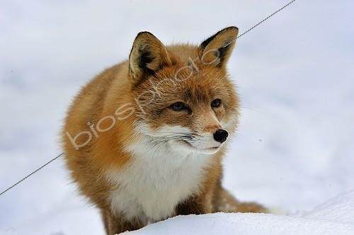 Biosphoto | 753434 | Red Fox in snow Hälsingland province Sweden | &copy; Pierre Vernay / Biosphoto
