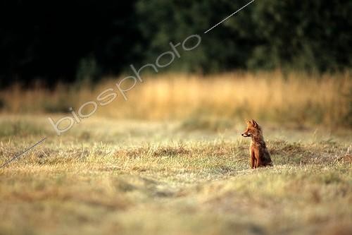 Biosphoto | 312211 | Red Fox on the look-out in wummer evening France | &copy; Guy Piton / Biosphoto