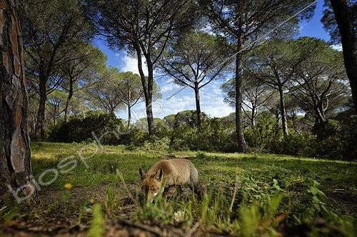 Biosphoto | 2056283 | Red Fox on the lookout in pine forest | &copy; Massimiliano Sticca / Biosphoto
