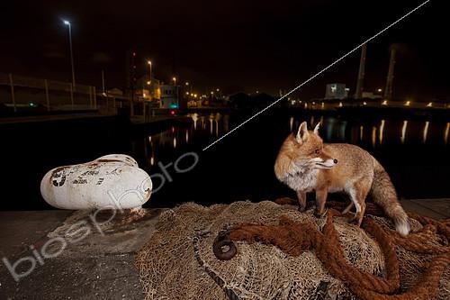 Biosphoto | 2091084 | Red fox (Vulpes vulpes) and net on a pier at night, France | &copy; Frank Deschandol & Philippe Sabine / Biosphoto