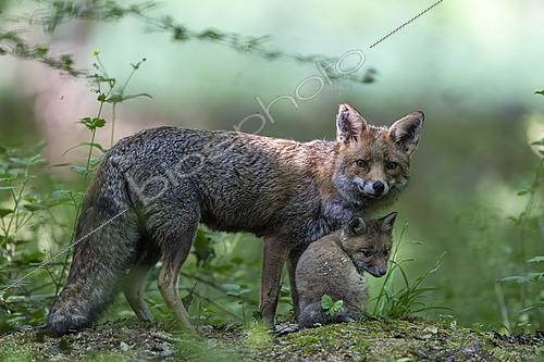 Biosphoto | 2626060 | Red fox (Vulpes vulpes), female and young in underbrush, Forest National Park, Haute-Marne, France. | &copy; Franck Fouquet / Biosphoto