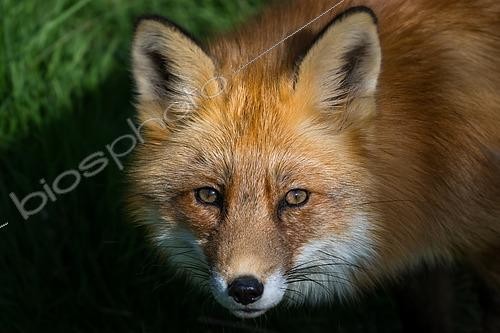 Biosphoto | 2620397 | Red fox (Vulpes vulpes) glance, Sainte Croix animal park, Rhodes, Lorraine, France. | &copy; Stéphane Vitzthum / Biosphoto