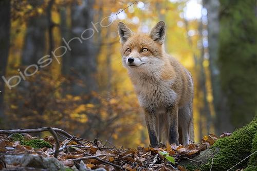 Biosphoto | 2613629 | Red fox (Vulpes vulpes) in the underbrush in autumn, Italy. | &copy; Alberto Ghizzi Panizza / Biosphoto
