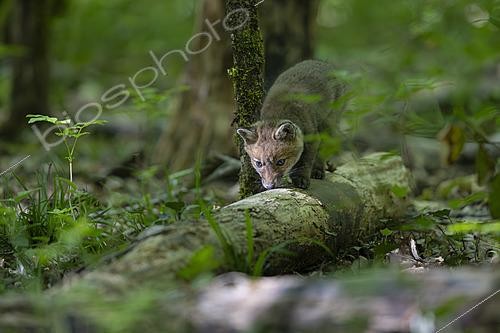 Biosphoto | 2626047 | Red fox (Vulpes vulpes), kit in the underbrush, Forest National Park, Haute-Marne, France. | &copy; Franck Fouquet / Biosphoto