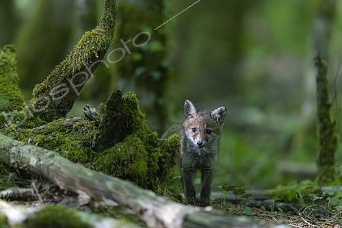 Biosphoto | 2626058 | Red fox (Vulpes vulpes), kit in the underbrush, Forest National Park, Haute-Marne, France. | &copy; Franck Fouquet / Biosphoto