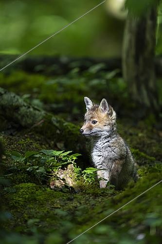 Biosphoto | 2626075 | Red fox (Vulpes vulpes), kit in the underbrush, Forest National Park, Haute-Marne, France. | &copy; Franck Fouquet / Biosphoto