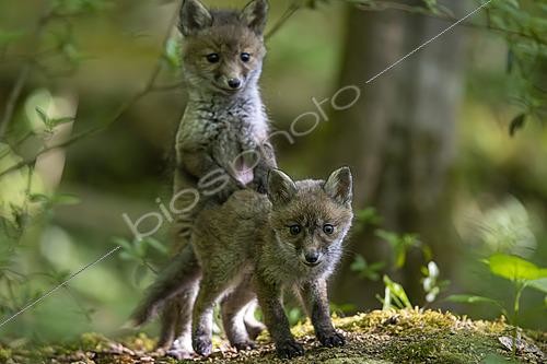 Biosphoto | 2626054 | Red fox (Vulpes vulpes), kits playing in the underbrush, Forest National Park, Haute-Marne, France. | &copy; Franck Fouquet / Biosphoto