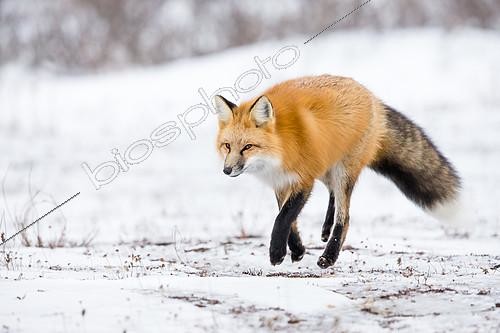 Biosphoto | 2420297 | Red fox (Vulpes vulpes) walking in the toundra, Churchill, MB, Canada. | &copy; Manon Moulis / Biosphoto