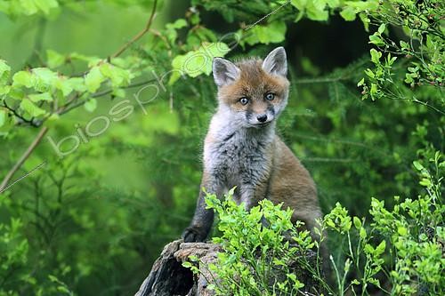 Biosphoto | 2087860 | Red fox (Vulpes vulpes) young among the blueberry blossoms, Ardennes, Belgium | &copy; Philippe Moës / Biosphoto