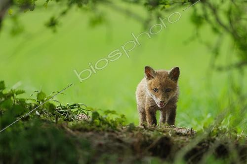 Biosphoto | 2126483 | Red fox (Vulpes vulpes) young at the exit of the burrow in meadow under a hedge, Ardenne, Belgium | &copy; Christian Cabron / Biosphoto