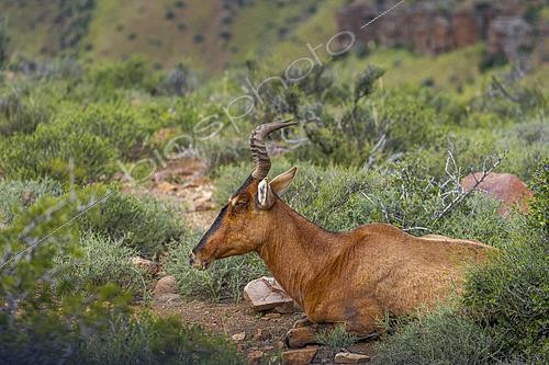 Biosphoto | 2626218 | Red hartebeest or Cape hartebeest (Alcelaphus buselaphus caama) in typical Nama Karoo habitat near Beaufort West, Western Cape, South Africa, illustrating Africa's unique arid wildlife. | &copy; Roger de La Harpe / Biosphoto
