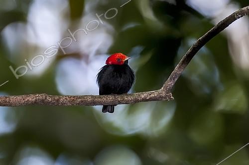 Biosphoto | 2167797 | Red-headed Manakin (Ceratopipra rubrocapilla), in Cariacica, Espírito Santo - Brazil. Atlantic Forest Biome. | &copy; Visual and Written - Photo Collection / Biosphoto