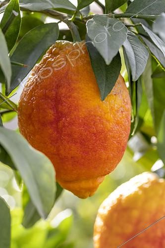 Biosphoto | 2554052 | Red hybrid citron, or Limone rosso (Citrus x limonimedica 'Pigmentata') | &copy; Marie Aymerez / Biosphoto
