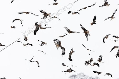Biosphoto | 1860811 | Red kites in flight over a snow bound UK | &copy; Mike Lane / Biosphoto