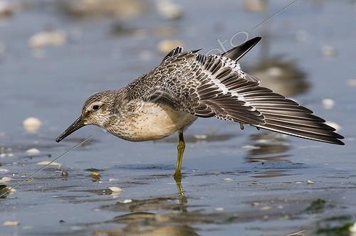 Biosphoto | 1266788 | Red Knot on the foreshore stretching Britain France | &copy; Dominique Halleux / Biosphoto