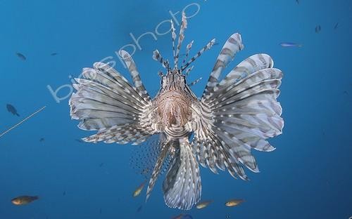 Biosphoto | 1623529 | Red Lionfish swimming  Tahiti French Polynesia | &copy; Fabien Michenet / Biosphoto