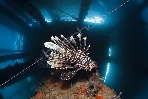 Biosphoto | 2032730 | Red Lionfish under a Jetty - Ambon Moluccas | &copy; Reinhard Dirscherl / Biosphoto