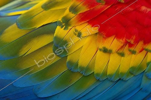 Biosphoto | 2592667 | Red Macaw (Ara macao) plumage, French Guiana | &copy; Nicolas Defaux / Biosphoto
