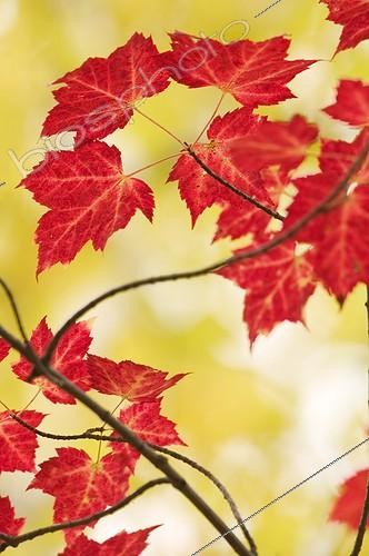 Biosphoto | 71303 | Red Maple leaves in autumn Saguenay Quebec ; Widely grown as an ornamental tree for its bright colors | &copy; Bertrand Sordet / Biosphoto