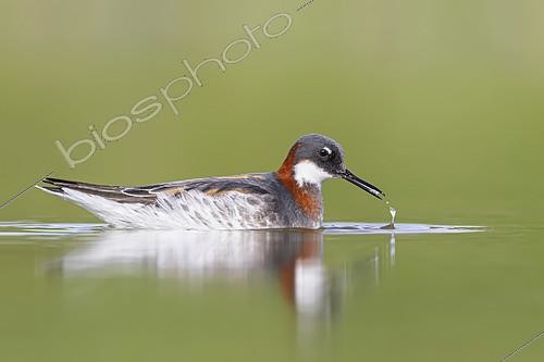 Biosphoto | 2434876 | Red-necked Phalarope (Phalaropus lobatus). An adult female feeding in the water. Photographed in Stockholm Sweden in May on the birds way to their breeding grounds in the arctic. | &copy; Ivan Sjögren / Biosphoto