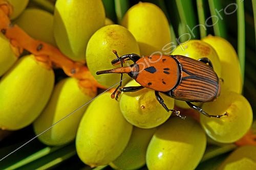 Biosphoto | 2412595 | Red palm Weevil (Rhynchophorus ferrugineus) on Canary island date palm (Phoenix canariensis), Summer 2018 Catalonia, Spain. Harmful, Larvae in Date palms imported from Egypt | &copy; Jean-Claude Carton / Biosphoto