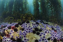 Biosphoto | 1954045 | Red Sea Urchins and Purple Sea Urchins eating Giant Kelp | &copy; Brandon Cole / Biosphoto