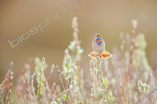 Biosphoto | 2576998 | Red-spotted Blue-throat (Luscinia svecica svecica), singing male in breeding plumage in Varanger, Norway | &copy; Michael Adam / Biosphoto
