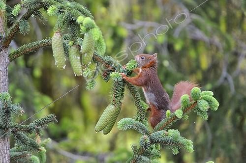 Biosphoto | 1848857 | Red squirrel cutting a Spruce branch in a garden France | &copy; Patrick Glaume / Biosphoto