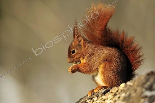 Biosphoto | 2010106 | Red squirrel eating in the forest - Ile-de-France France  | &copy; Pierre Vernay / Biosphoto