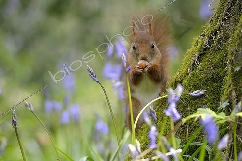Biosphoto | 1438807 | Red squirrel eating on a stump in the spring France  | &copy; Guy Piton / Biosphoto