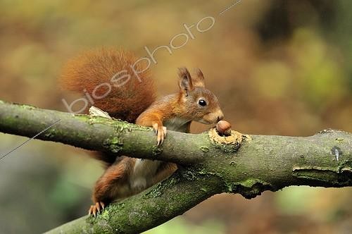 Biosphoto | 640302 | Red squirrel finding a nut in autumn Ile-de-France  | &copy; Pierre Vernay / Biosphoto