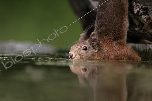 Biosphoto | 647728 | Red Squirrel near water Hungary | &copy; Mike Lane / Biosphoto
