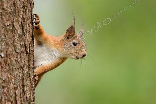 Biosphoto | 2025105 | Red squirrel on a trunk - Finland  | &copy; Pierre Vernay / Biosphoto