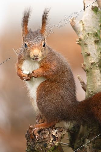 Biosphoto | 2124591 | Red squirrel (Sciurus vulgaris) eating, Ardenne, Belgium | &copy; Christian Cabron / Biosphoto
