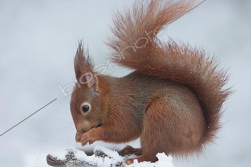 Biosphoto | 2124599 | Red squirrel (Sciurus vulgaris) eating in snow, Ardenne, Belgium | &copy; Christian Cabron / Biosphoto