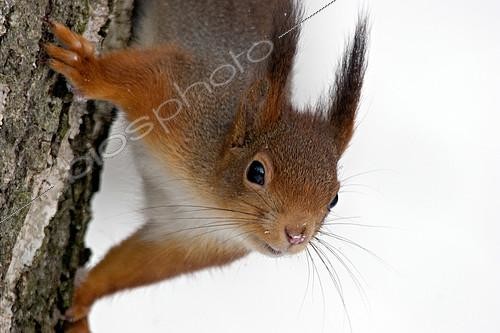 Biosphoto | 2124624 | Red squirrel (Sciurus vulgaris) head down on a trunk, Ardenne, Belgium | &copy; Christian Cabron / Biosphoto