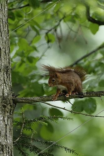 Biosphoto | 2124594 | Red squirrel (Sciurus vulgaris) on a branch, Ardenne, Belgium | &copy; Christian Cabron / Biosphoto