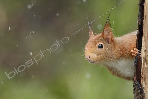 Biosphoto | 2124606 | Red squirrel (Sciurus vulgaris) on a trunk, Ardenne, Belgium | &copy; Christian Cabron / Biosphoto